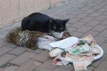 قطة تتسول في شوارع روسيا