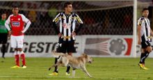 كلب يراوغ فريقا ربع نهائي كأس أمريكا الجنوبية لمدة 3 دقائق ثم يعود للمدرجات لمتابعة اللقاء