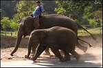 دراسة علمية : الفيلة تسير وتركض في نفس الوقت  
