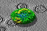 دراسة علمية : الفيروسات غيرت مسار التطور البشري