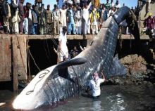 اصطياد سمكة ضخمة تزن 8 أطنان في باكستان!