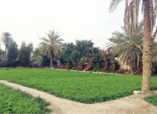 بعيداً عن الرياضة ... مزارع كويتي يحول الصحراء الجرداء إلى جنّة خضراء