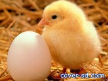 بإثبات أن قشر البيض يعتمد بروتيناً موجوداً في الدجاجة