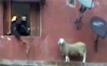 بالفيديو.. فرقة لإنقاذ خروف حاول الانتحار في الجزائر 