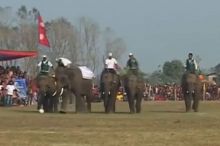 أفيال تلعب كرة القدم في نيبال