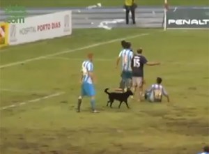 "كلب" مشاغب يقتحم مباراة ويتسبب في إفساد هجمة خطيرة