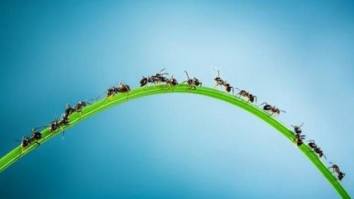 لقرصة النملة فوائد لا تعرفها ولن تنزعج منها بعد اليوم!