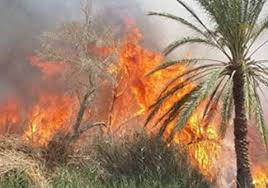 حكومة الشمالية تتهم المزارعين بحرق شجر النخيل