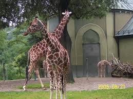 الفاتح جبرة يكتب عن إزالة حدائق الحيوانات :أطلقوا سراحهم