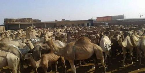 السلطات المصرية تفرج عن الإبل السودانية