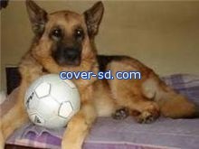 كلب بوليسي يشارك في مباراة بالدوري البرازيلي !!!