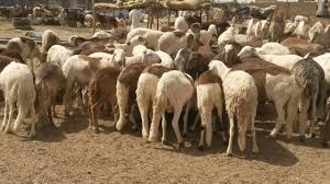 محكمة سودانية "تُغرم" الباخرة المتسببة في نفوق ماشية التصدير