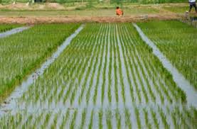 مصر تزرع الأرز بالنيل الازرق
